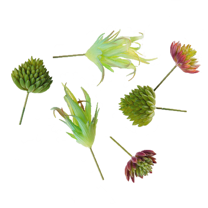 Plant (Succulent) Multipack, 6 pieces