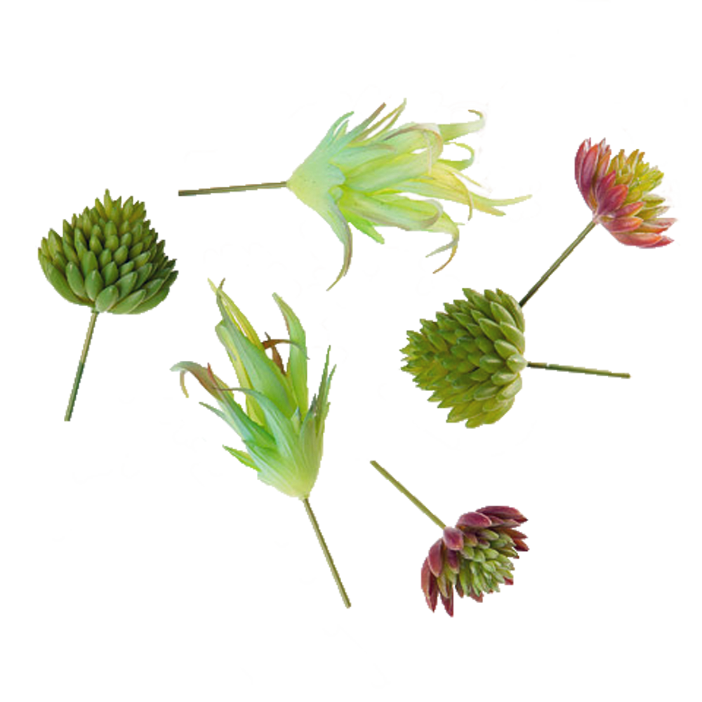 Plant (Succulent) Multipack, 6 pieces