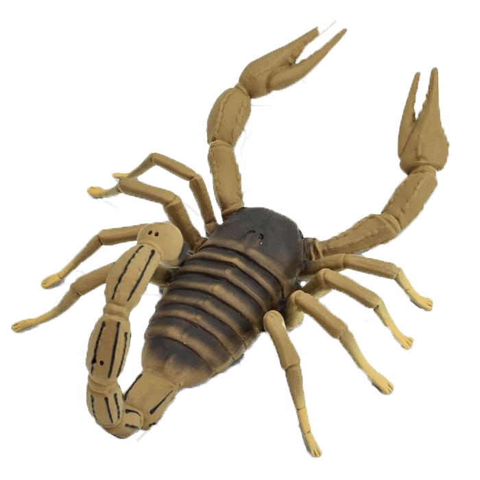 Scorpion, Large